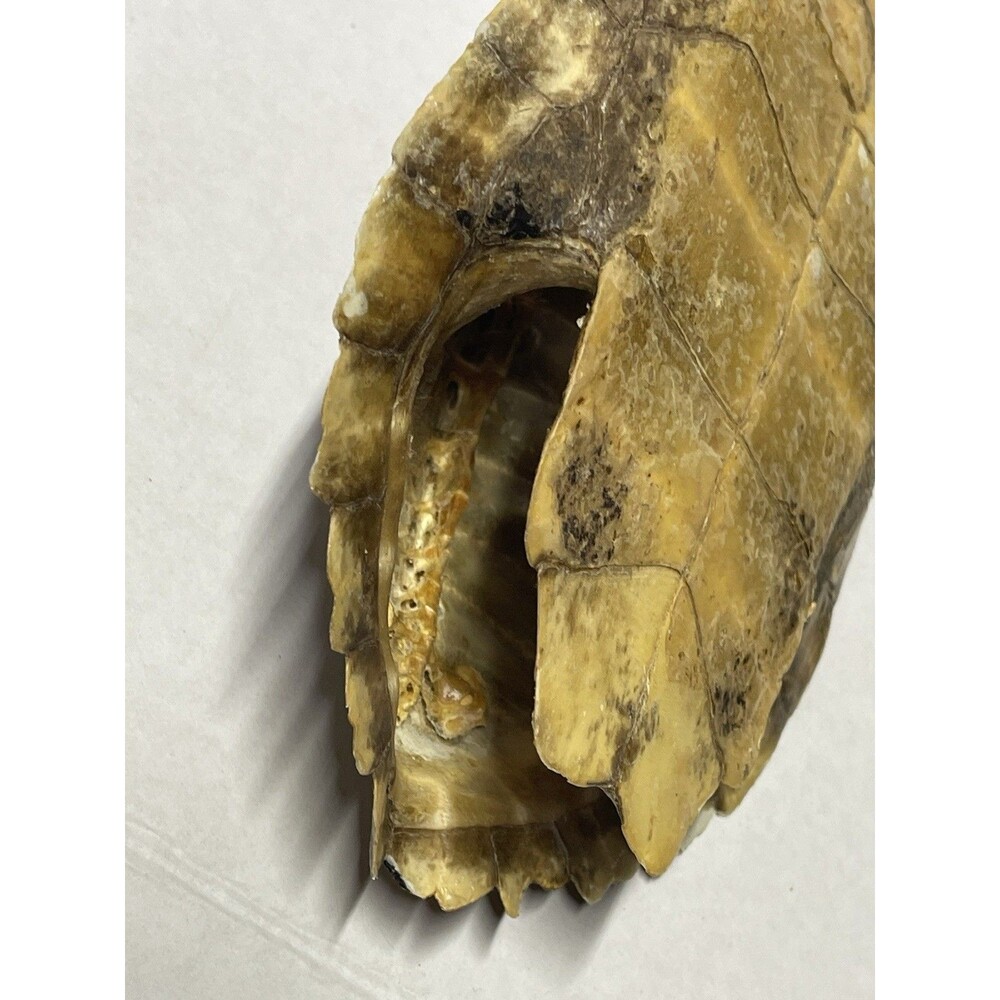 Vintage Turtle Shell - Picture 4 of 7
